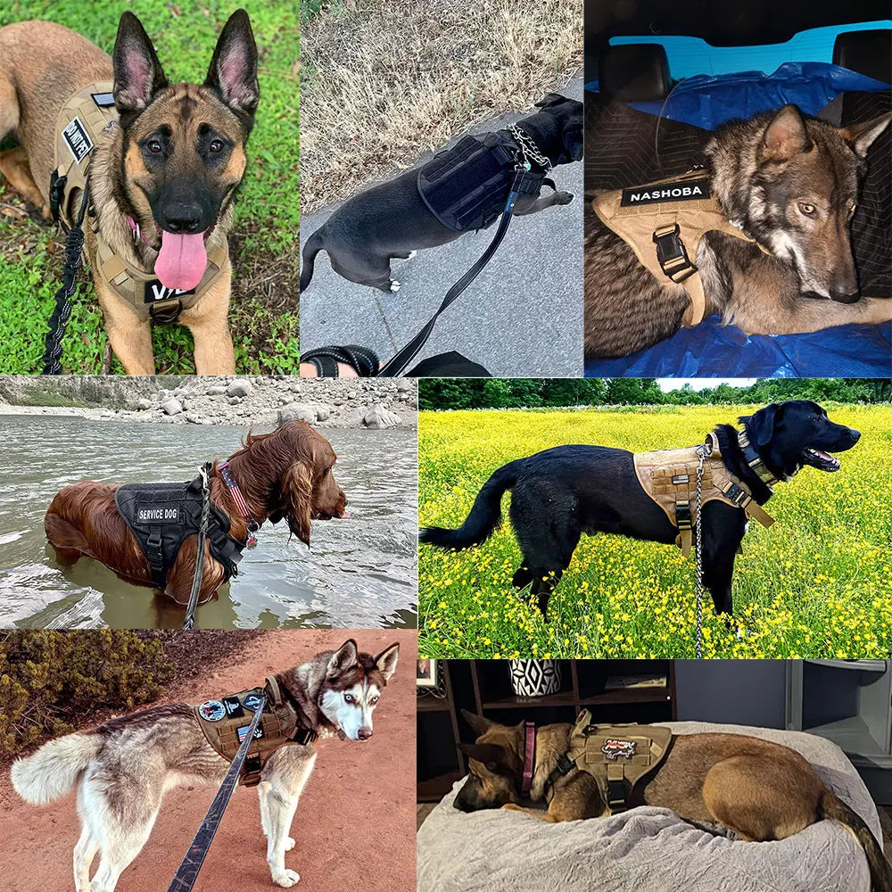 PETRAVEL Dog Harness And Leash Set Vest For Training And Walking